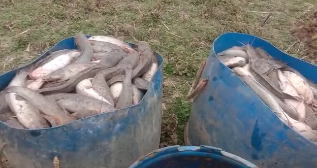 मिमलाना के बाद अब सोहंजनी तगान में मिली प्रतिबंधित मछली, चोरी छिपे किया जा रहा था पालन, मत्स्य विभाग ने की कार्रवाई
