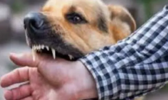 मेरठ में कुत्ते हुए खूंखार, हर रोज 100 से अधिक लोगों को बना रहे शिकार