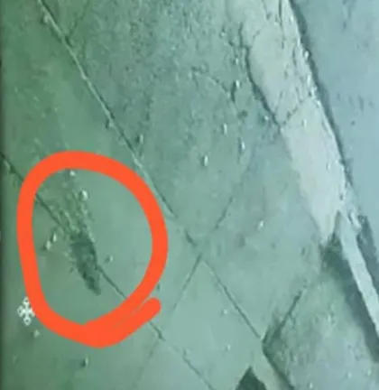 गाजियाबाद की अदालत में एक बार फिर दिखा तेंदुआ, हड़ताल पर गए अधिवक्ता, कोर्ट परिसर बंद