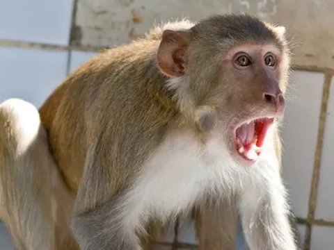 गांधी कॉलोनी में बंदरों का आतंक, दहशत में जी रहे हैं परिवार, बच्चो की सुरक्षा की है चिंता