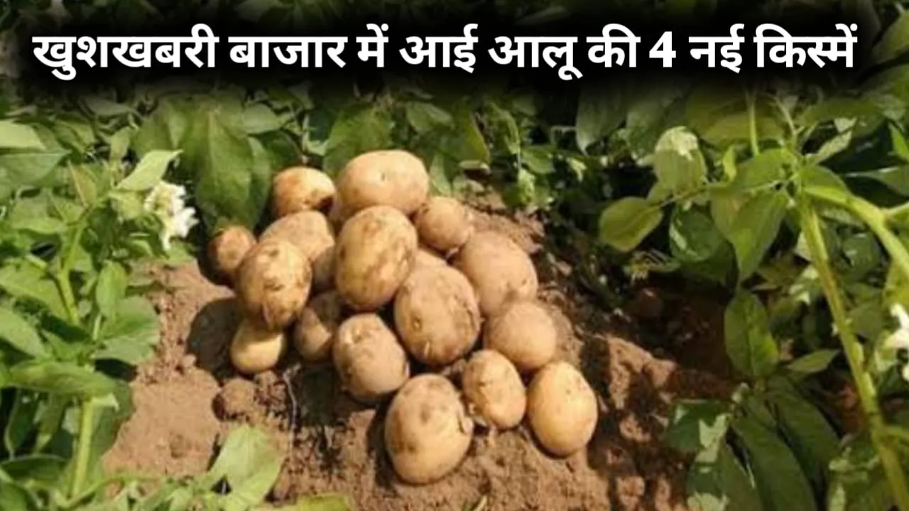 Potato Variety: किसानों की आय दोगुनी करने आ गईं आलू की 4 नई किस्में, जानिए कुफरी रतन और कुफरी तेजस की खासियतें