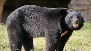 जोशीमठ में भालू का आतंक! देवभूमि पब्लिक स्कूल में मचा हड़कंप | वन विभाग अलर्ट पर