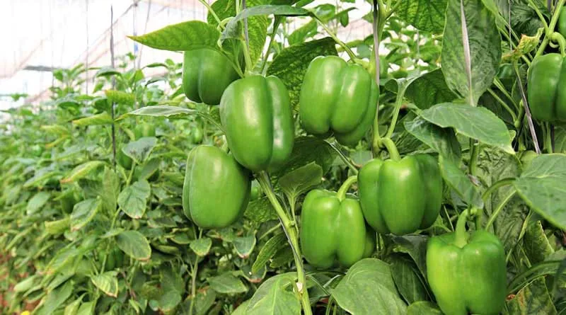 शिमला मिर्च की खेती से कम लागत में लाखों का मुनाफा, जानिए कैसे करें इसकी आधुनिक खेती और बढ़ाएं आमदनी