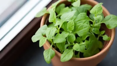 सर्दियों में घर पर करें Organic Vegetable Gardening और हर दिन खाएं ताज़ी हरी सब्जियां – जानिए कैसे मिलेगा सेहत और स्वाद का डबल फायदा