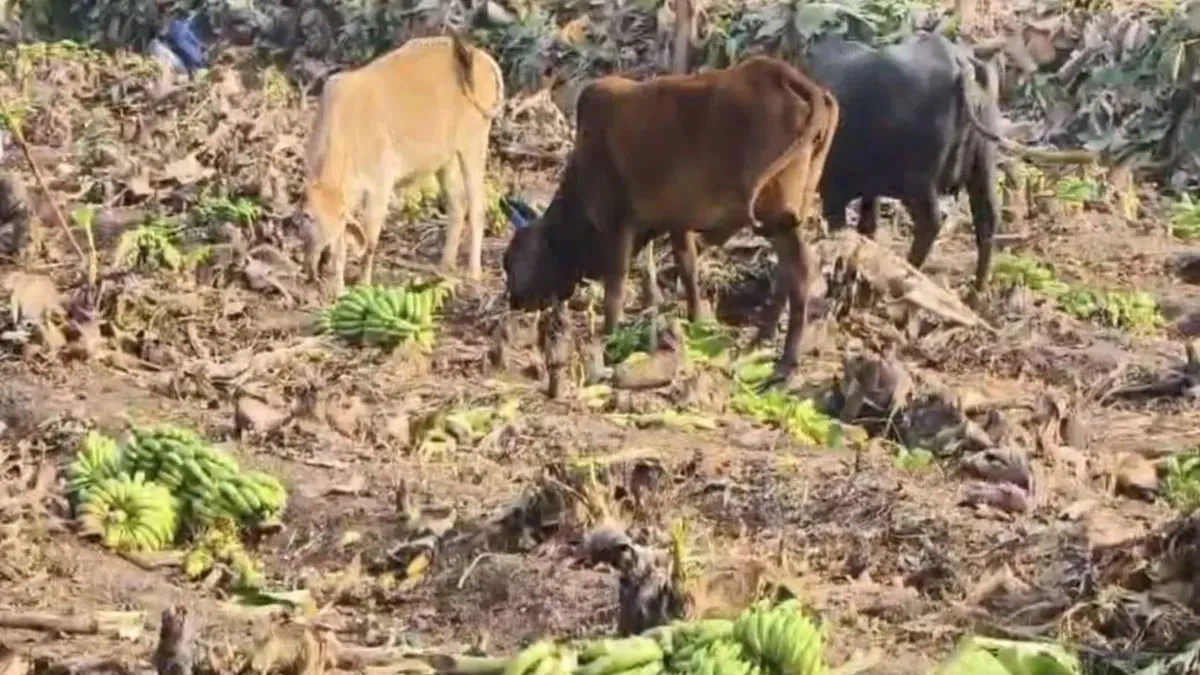 बड़वानी में केला किसानों की बदहाली: दाम 2 रुपये किलो पर पहुँचे, खेतों में खड़ी फसल छोड़ी मवेशियों के लिए, सरकार से उचित दाम की पुकार