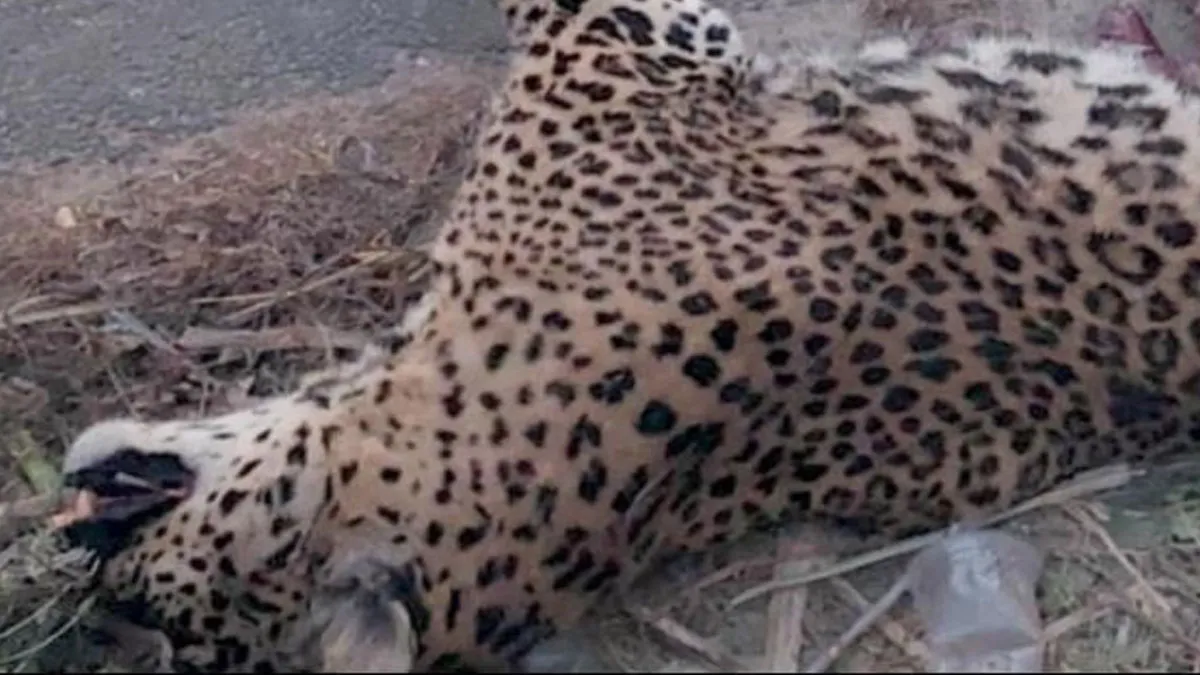 नूरपुर-अमरोहा मार्ग पर गुलदार की दर्दनाक मौत: वाहन की टक्कर ने छीनी वन्यजीव की सांसें