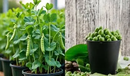 Green Peas Farming Super Guide : घर पर उगाएं भरपूर और ताजी मटर , इस हाई क्वालिटी किस्म के साथ