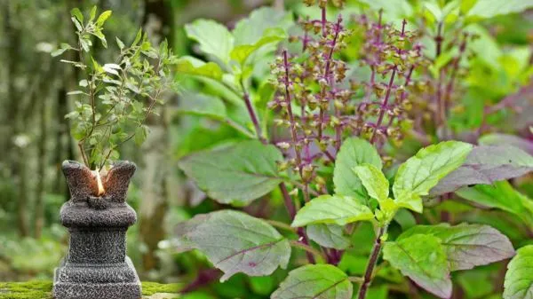 दिसंबर की कड़ाके की ठंड में ऐसे बचाएं अपनी तुलसी का पौधा पूरे मौसम हरी रहेगी और पत्तियों की होगी भरमार