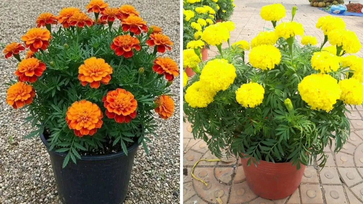 Gardening Tips: दिसंबर में घर पर गमलों में गेंदे और गुलाब के फूल ऐसे उगाएं भरपूर खुशबू और शानदार खिलाव का राज