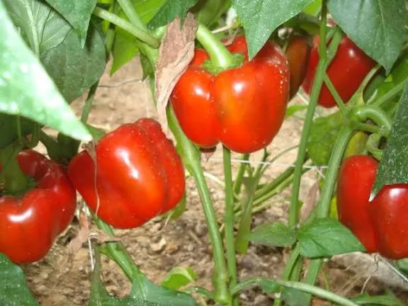 दिसंबर में शिमला मिर्च की खेती से होगी तगड़ी कमाई कम समय में मिलेगा शानदार मुनाफा