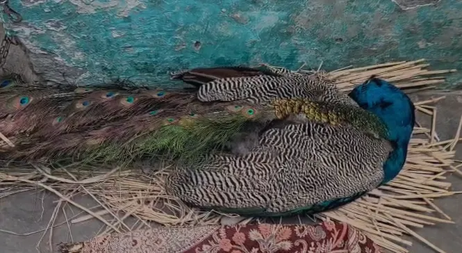 मुजफ्फरनगर: चाइनीज मांझे की चपेट में आने से राष्ट्रीय पक्षी मोर की मौत, सम्मान के साथ किया गया अंतिम संस्कार