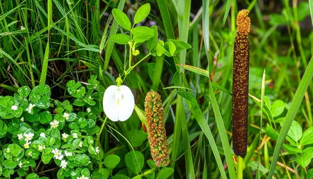 आयुर्वेद का शक्तिशाली त्रिवेणी संयोजन, जो रखे आपकी मेंटल हेल्थ का ख्याल 