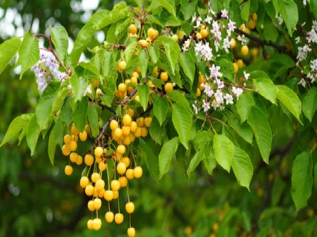 बकायन: आयुर्वेद की चमत्कारी औषधि, जो शरीर को अंदर से करती है साफ