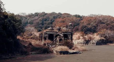 अब जंगल सफारी में नहीं बना सकेंगे रील..वन्यजीवों की सुरक्षा के लिए मोबाइल फोन 'बैन'सुप्रीम कोर्ट के निर्देश पर वन विभाग का फैसला