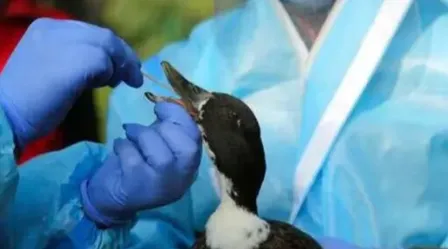 बिहार: दरभंगा में बर्ड फ्लू का विस्फोट..10 हजार कौवों की मौत के बाद प्रशासन हाई अलर्ट पर