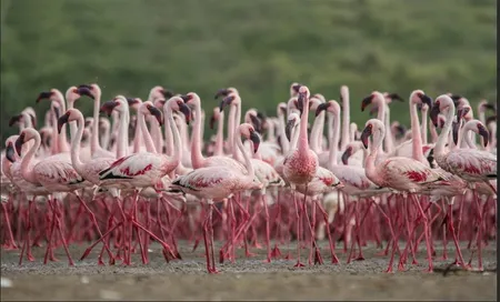 भारत के रामसर नेटवर्क में दो और वेटलैंड्स शामिल; पीएम मोदी ने जताई खुशी