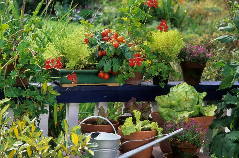 Balcony Gardening Tips: कम समय में बालकनी बनेगी हरी भरी किचन गार्डन, बिना ज्यादा मेहनत उगाएं ये आसान सब्जियां