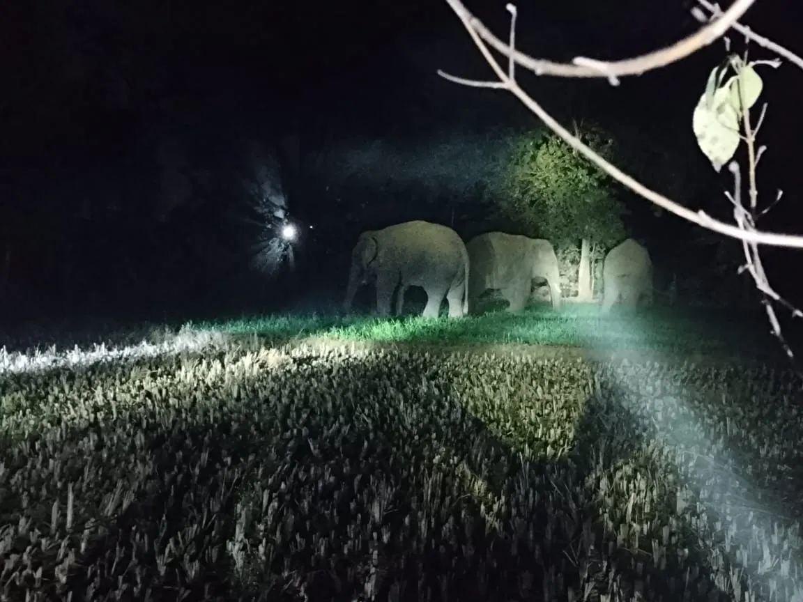  हाथियों के झुंड ने दो मकानों में की तोड़-फोड़, वन विभाग अलर्ट पर