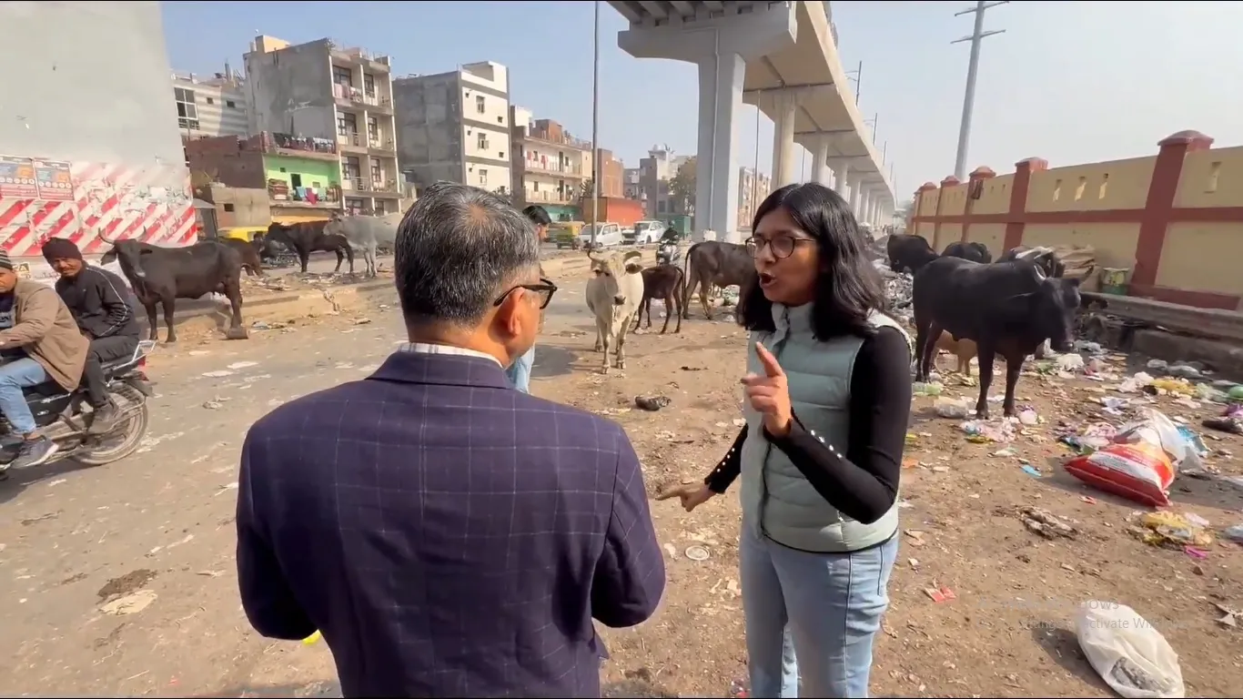 गौमाता पर जुल्म..डेयरी माफिया गायों का दूध निकाल उन्हें सड़क पर छोड़ देते हैं : स्वाति मालीवाल