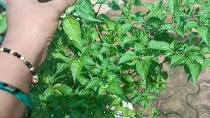 धान मिर्च की खेती का बड़ा कमाल नाखून , जितनी मिर्च से हो रही हजारों की कमाई और बाजार में जबरदस्त डिमांड