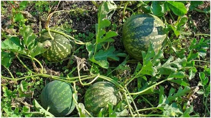 तरबूज की खेती से होगी बंपर कमाई, ठंड के अंतिम दौर में बुवाई से मिलेगा शानदार मुनाफा