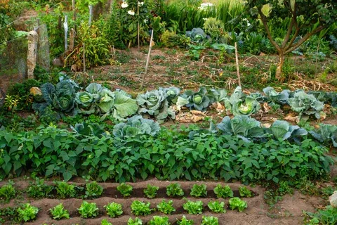 Kitchen garden: सर्दियों में किचन गार्डन बचाने का आसान तरीका ठंड और पाले से सुरक्षित रहेंगी घर की ताजी सब्जियां