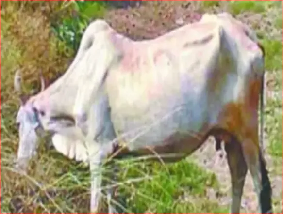 ग्रेटर नोएडा में खेतों में फसल खा रही गाय ने चाचा-भतीजे पर बोला हमला, एक की मौत दूसरा गंभीर