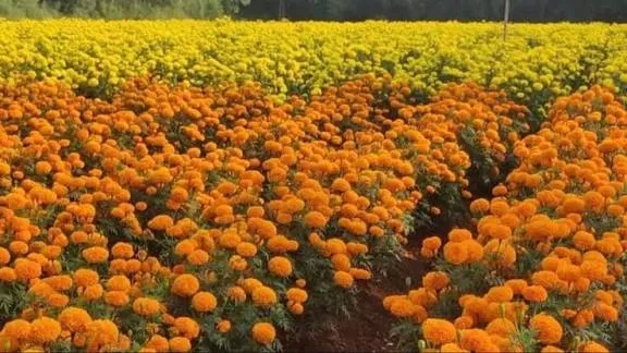 गेंदा की खेती से बदलेगी किसानों की किस्मत, कम समय में High Income Crops से जबरदस्त मुनाफा