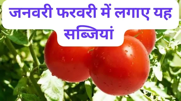 जनवरी फरवरी में लगाएं ये 3 सब्जियां कम लागत में जबरदस्त मुनाफा, किसान भाई  खेती से कमाई का सबसे आसान तरीका