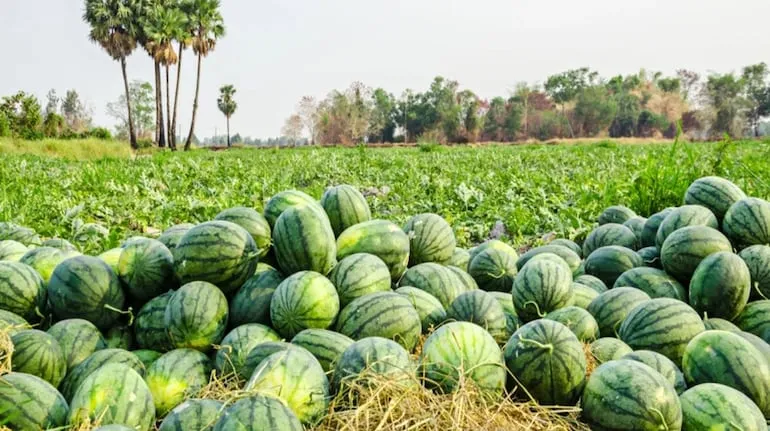 Watermelon farming time: तरबूज की खेती का सबसे बड़ा राज खुल गया, इस समय लगाओ तो 1 एकड़ से लाखों की कमाई पक्की