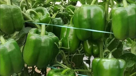 घर में शिमला मिर्च उगाने का सबसे आसान तरीका, 40 दिन में ताजी केमिकल फ्री सब्जी