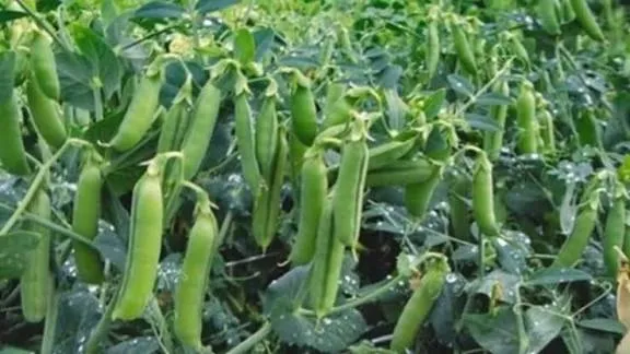 मटर की खेती में देसी तकनीक का कमाल, राख से होगा कीटों का खात्मा और बढ़ेगी शानदार पैदावार