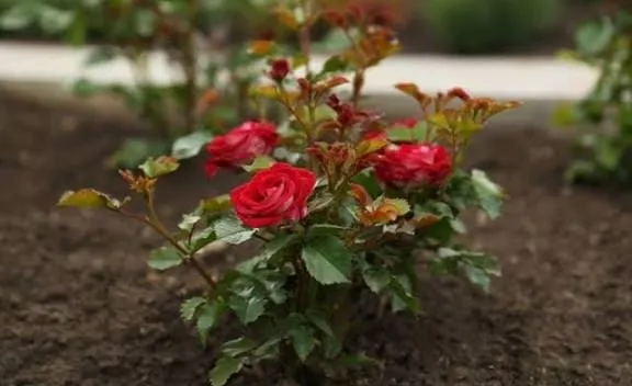 सर्दियों में गुलाब नहीं खिल रहा, इन चमत्कारी घरेलू उपायों से भर जाएगा पौधा ढेर सारी कलियों और बड़े बड़े फूलों से