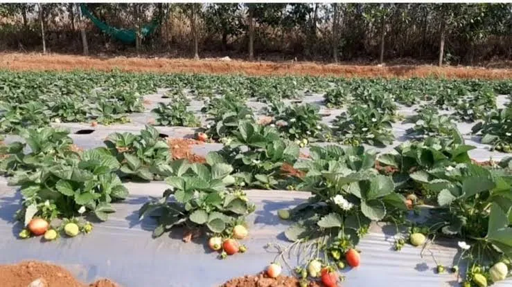 कम लागत में लाखों की कमाई, स्ट्रॉबेरी की खेती से बदली किसानों की किस्मत और खुला मुनाफे का नया रास्ता