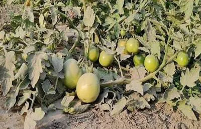टमाटर की खेती में फल फटने की सबसे बड़ी समस्या, सही कारण जानिए और फसल को पूरी तरह बचाइए