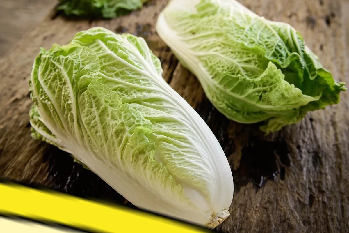 कम लागत में खेती से बड़ा कमाल, चाइनीज कैबेज ने किसानों की जिंदगी बदल दी, 55 दिन में लाखों की कमाई