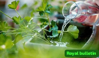 Kitchen gardening tips: कड़ाके की ठंड में पौधों को बचाने का बड़ा तरीका, इन देसी उपायों से बगिया रहेगी हरी भरी