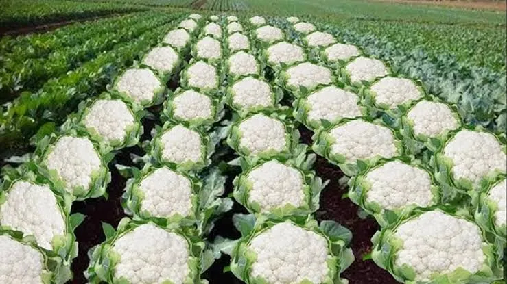 Cauliflower cultivation January: जनवरी में फूलगोभी की खेती से होगी बंपर कमाई, सही रोपाई तकनीक से मुनाफा तय