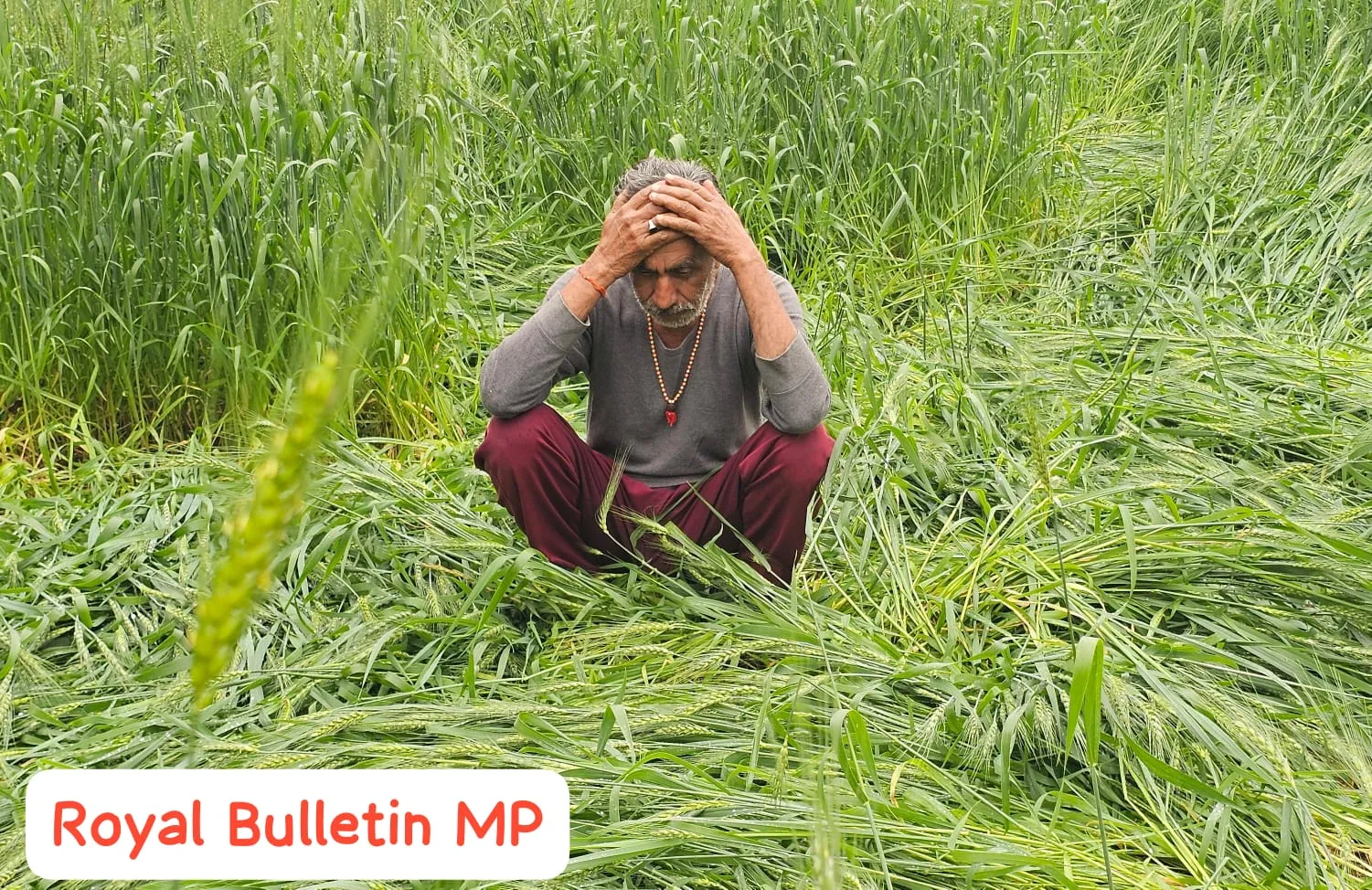 बेमौसम बारिश और ओलावृष्टि से हिला मध्यप्रदेश, फसलें तबाह, सरकार ने दिए सर्वे और राहत के निर्देश