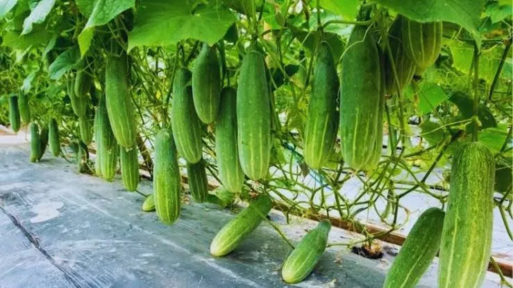 kheera kheti guide: गर्मी से पहले खीरे की खेती शुरू करें, सही तकनीक से मिलेगा शुरुआती बाजार और मोटा मुनाफा