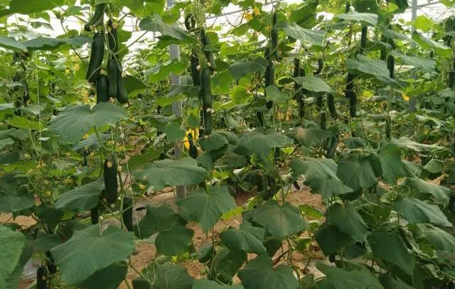 आलू सरसों की कटाई के तुरंत बाद करें अगेती सब्जी खेती, कम लागत में मिलेगा सबसे ज्यादा फायदा