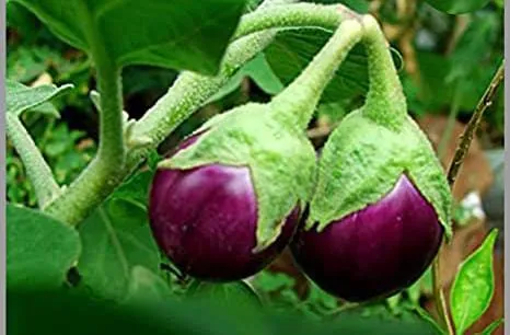 फरवरी में किचन गार्डनिंग का सुनहरा मौका, घर पर उगाएं ताजी हेल्दी सब्जियां और बचाएं खर्च