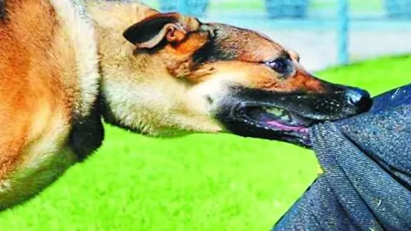 सहारनपुर के नानौता में आवारा कुत्तों का आतंक, 35 से अधिक लोग घायल, महिलाओं और बच्चों में दहशत