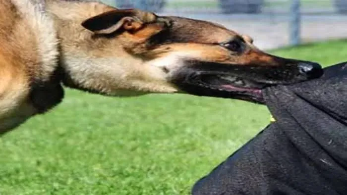 सहारनपुर के देवबंद नगर में आवारा कुत्तों का आतंक, लोग सुरक्षा की मांग पर आमादा