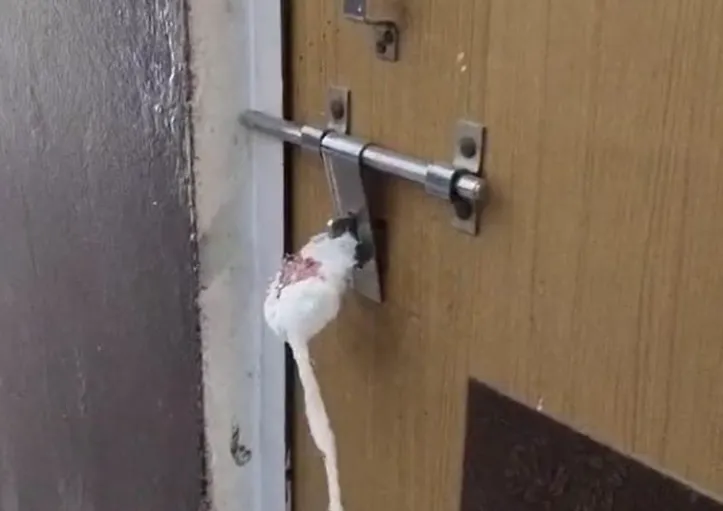 गौतमबुद्ध नगर में मानक उल्लंघन पर अल्ट्रासाउंड सेंटर सील, भ्रूण लिंग परीक्षण रोकने की कार्रवाई