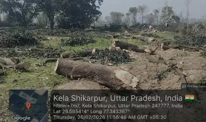 शामली में वन विभाग और उद्यान विभाग की शह पर मौल आये हुए आम के हरे भरे पेडो की अंधाधुंध कटाई