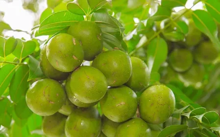 विटामिन सी का खजाना आमड़ा, स्वाद के साथ सेहत का भी साथी 