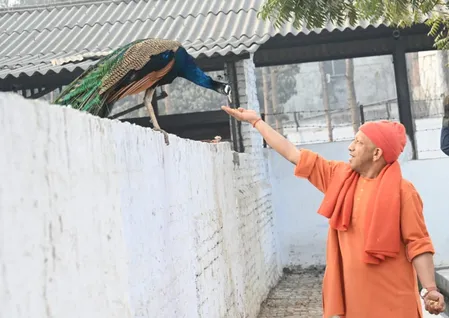 गोरखपुर: महाशिवरात्रि पर सीएम योगी का 'सेवा भाव', मोर और गायों को खिलाया गुड़-रोटी; बच्चों को बांटी चॉकलेट, लुटाया प्यार