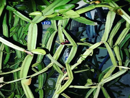 हड़जोड़: अस्थि रोग की वजह से बढ़ गई है परेशानी? यह पौधा दिलाएगा आराम 