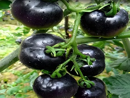 लाल नहीं, काला टमाटर हैं गुणों से भरपूर, दिल की सेहत का रखेगा खास ख्याल 